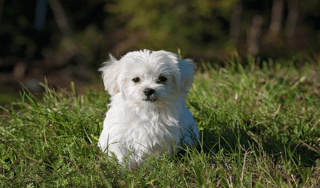 how to choose a small dog urn